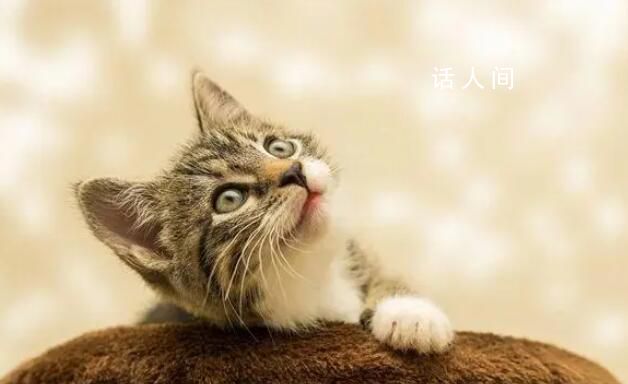 杭州宠物减肥一月收费4000元起 为肥胖的宠物定制减肥课程
