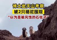 北大博士赴天山考察被俩骆驼围观 呆萌的样子很有趣