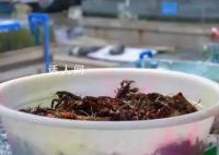 小龙虾价格近腰斩 小规格的小龙虾每斤不到10元