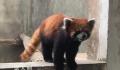 警方破获大案解救63只小熊猫 死亡23只存活40只