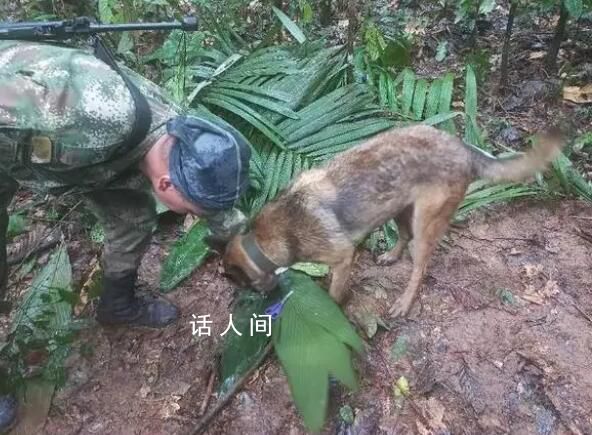 飞机失事超两周后找到4名幸存儿童 最小仅11个月大