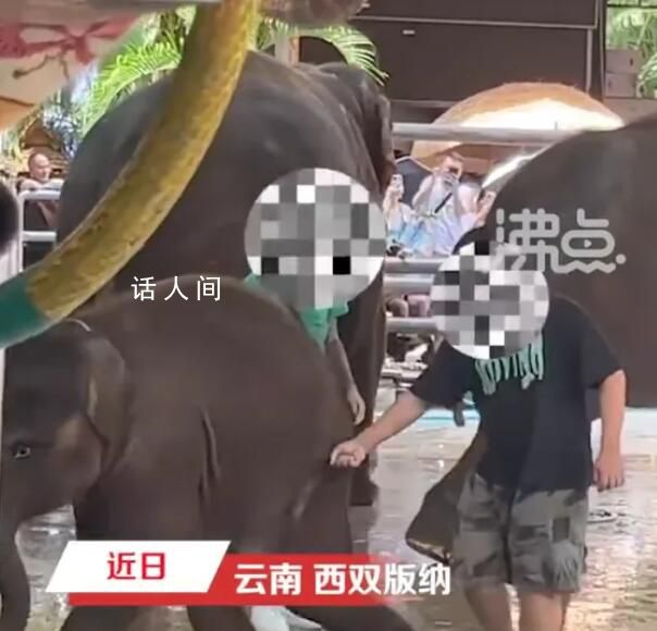 网传云南一公园多人用针扎小象 已经反馈了有关部门在协助调查