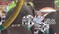 网传云南一公园多人用针扎小象 已经反馈了有关部门在协助调查