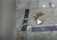 安徽滁州一小区内有人高空抛下粪便 抛物位置在监控死角
