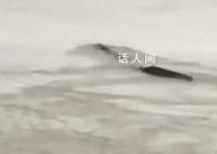 男子称拍到5米长不明生物 现场曝光