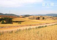 从“增”“减”中看夏收 2023年夏粮生产基础较好