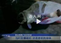 宠物猫被邻居高空扔下活活摔死 警方正在对此展开调查