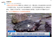 重庆发现巨型怪龟 攻击性和捕食能力都很强