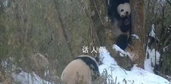 全球唯一白色大熊猫的妈妈可能是它 将通过DNA检测