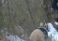 全球唯一白色大熊猫的妈妈可能是它 将通过DNA检测
