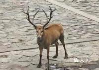 上海再现野生四不像 该动物为麋鹿