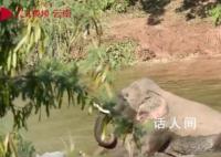 野象河中玩水消暑上演按头杀 快乐氛围溢出屏幕
