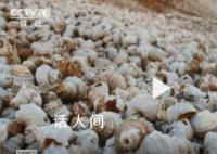 古人吃剩的螺蛳壳堆成一座山 历经千余年