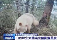 白色大熊猫影像首公开 红外相机拍摄白色大熊猫罕见社交影像