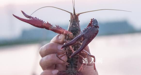 日本6月起禁止出售或放生小龙虾 违者将面临最高3年监禁