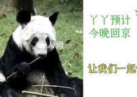 丫丫启程回京 已离开上海动物园前往机场