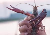 日本6月起禁止出售或放生小龙虾 违者将面临最高3年监禁