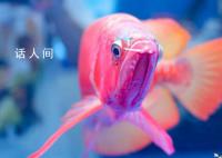 一条龙鱼居然能换一套房 一条龙鱼为什么这么值钱