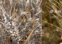 成熟麦子因降雨发芽?当地回应