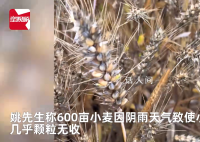 小麦因下雨发芽 农户哭诉损失惨重