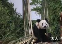 丫丫一到家就被竹子包围了 目前丫丫健康状况稳定