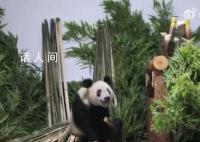 丫丫肉眼可见地胖了 一到家丫丫就被竹子包围了