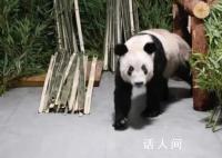 民众凌晨在北京动物园门口等丫丫 因丫丫回京后需静养现不对外展出