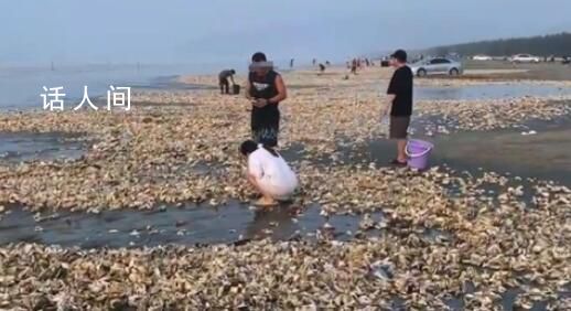 官方回应广东汕尾海滩现百米生蚝带 建议尽量不要食用