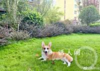 山东砍柯基男子被曝任职公益岗 只拿工资不上班