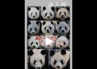 丫丫加入西直门群聊 北京动动物园共有11只熊猫在园