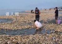 官方回应广东汕尾海滩现百米生蚝带 建议尽量不要食用