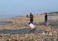 疑台风刮来遍地生蚝 居民捡200斤
