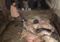 猪场电闸跳闸 高温致上千头猪死亡