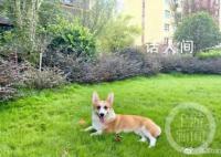 “杀狗吓妻”男子被拘 4大疑问待解