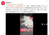 萨摩耶遭领养人男友捆脚丢弃死亡 爱心人士将狗狗送医抢救但却无济于事
