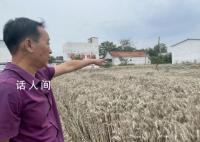 河南抢收小麦:人休息机器不休息