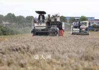 河南多县抢收小麦 人休息机器不休息