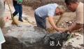 村庄修路挖出大石龟?官方通报
