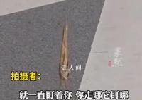 男子路遇怪鸟薄如纸片一查是国二 样子十分奇特
