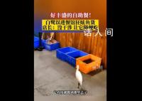 白鹭误进餐馆直奔后厨狂炫鱼货 好丰盛的自助餐