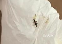 遇到这种虫子别打 有人差点毁容