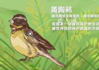 环境保护的耀眼“实绩” 罕见野生动植物的频频现身