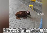 牛肉干店把牛犊拴门口吆喝现点现做 引起了网友关注和谴责