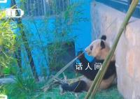 丫丫最新视频:抓起竹子就开啃