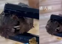 媒体:鸭脖罗生门关键信息未披露