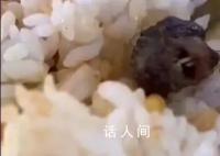 鼠头鸭脖食堂意见反馈群曝光 每个月在群里学生投诉菜品问题的图片20张还不止