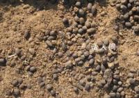 90后程序员回家卖羊粪月销120万 引起了人们的关注