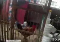 公鸡打鸣影响考生 主人:今晚吃鸡