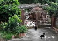 大象破门闯入居民家吃饭菜 野象轻松破门而入