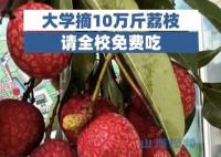 大学摘10万斤荔枝请学生免费吃 学校有一片荔枝林